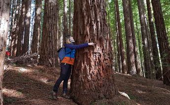 Árboles del Monte Cabezón en Cantabria se dañan por exceso de abrazos / Especial