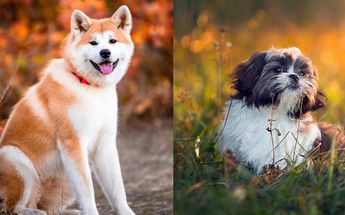 Perro akita y löwchen / Pixabay