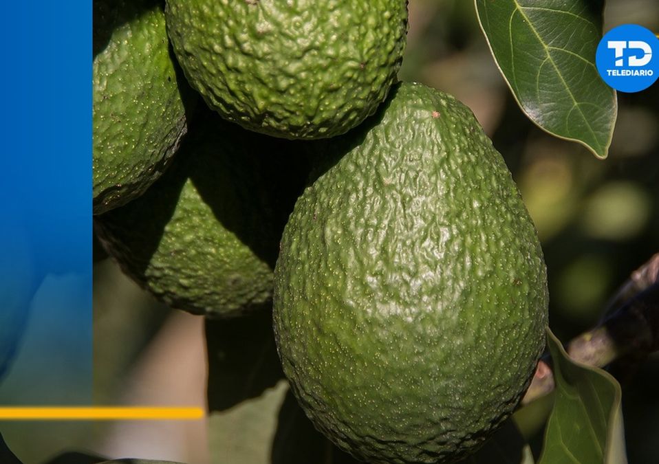 Aguacate de Jalisco será enviado al Super Bowl / Pixabay