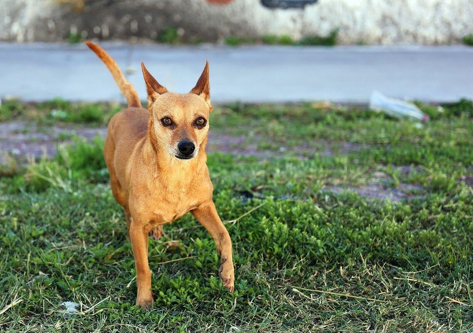 Perro de la calle. / Rolando Riestra