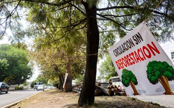 Tala de árboles en el entronque de Amalucan dejará a aves sin hogar / Agencia Es Imagen