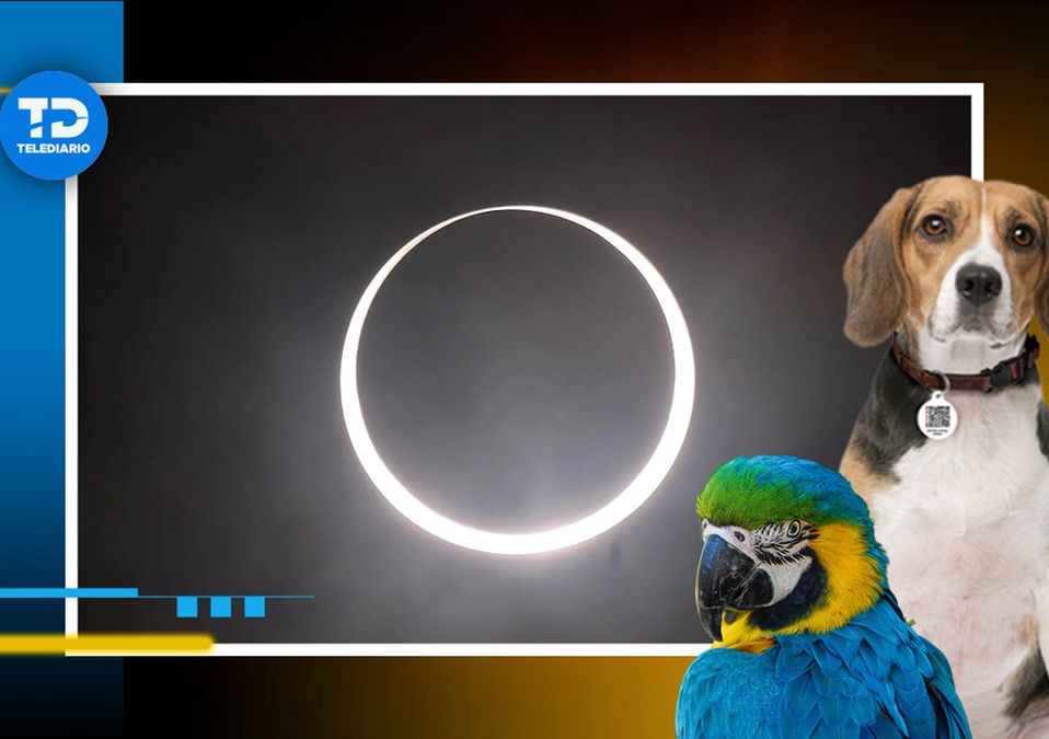 Eclipses solares afectan a mascotas / Especial