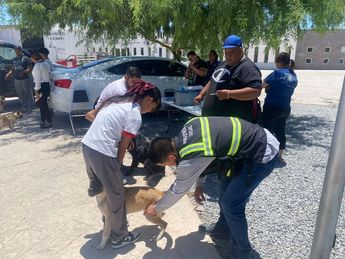 Además de la desparacitación, , se recomienda usar algún tipo de repelente de insectos al salir a pasear a las mascotas.