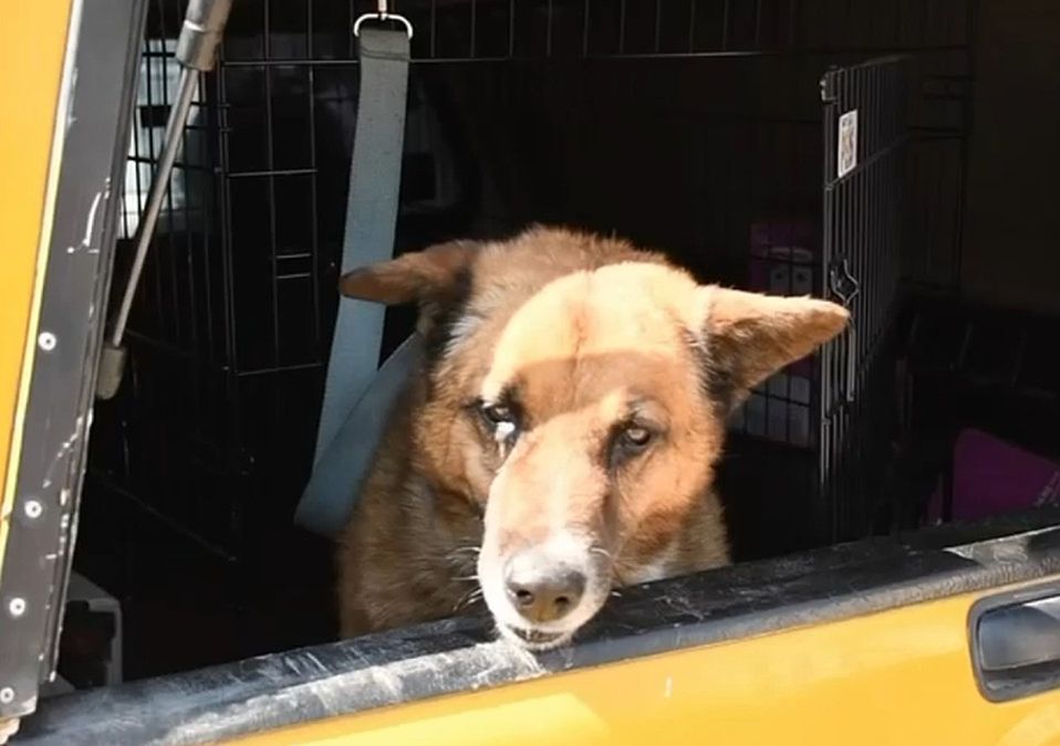 Cámaras captaron el momento en el que un perrito fue víctima de maltrato en Naucalpan. / Fernando Cruz