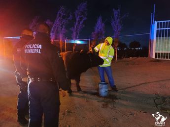 Recatan búfalo en calles de Querétaro / Facebool: CAAM El Marqués.