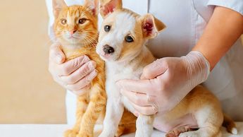 Esterilización de mascotas en Tonalá / Especial