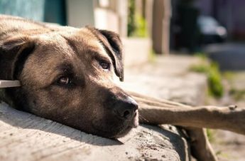 Los perros fueron encontrados sin vida en diferentes puntos del municipio de Ecatepec | Freepik