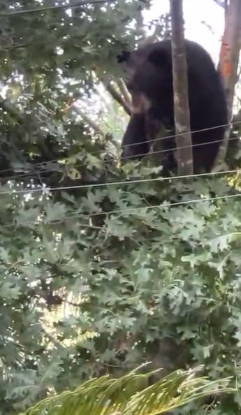 Oso en la colonia Villas Las Riojas al sur de Monterrey. | Cortesía