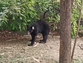 El animalito cuenta con un chipo de rastreo, lo que indica que ya había sido capturado anteriormente por las autoridades. | Agustín Martínez