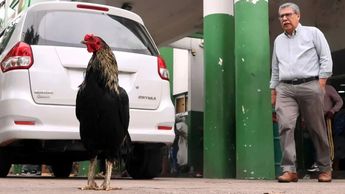 El Gallo Martín ya es parte del personal médico | Juan Carlos Torrejon