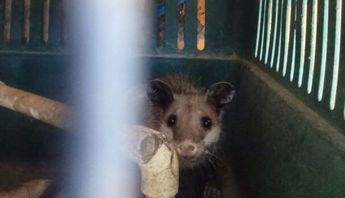 Ante amenazas, este marsupial recurre a la tanatosis fingiendo su muerte; es inofensivo y clave en el ecosistema.