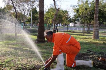 Hasta el momento se registra un avance del 95% en las maniobras de retiro y trasplante de los 97 árboles que se encontraban dentro de la construcción.