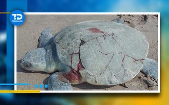 La tortuga lora fue atropellada mientras se dirigía al mar | Especial