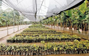 Sembrando Vida dará sus primeros frutos en 2023, asegura Bienestar