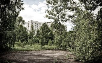 Bosque restringido en Chernobyl / Pixabay