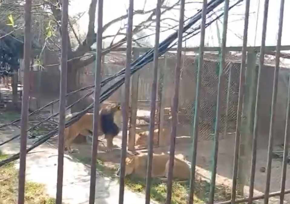 Tras ser atacado por leones en Ocoyoacac, el hombre presenta lesiones en el rostro y los brazos | Mario C. Rodríguez | Mellissa López