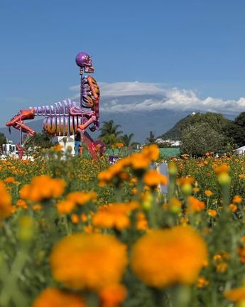 Los campos de cempasúchil en Atlixco se adornan con la catrina de Pancho Villa / Cortesía