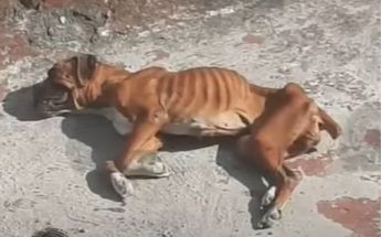 Luna ya se encuentra en un refugio recuperándose /Especial