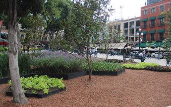 Zócalo de Puebla tiene nuevas plantas florales | Melanie Torres