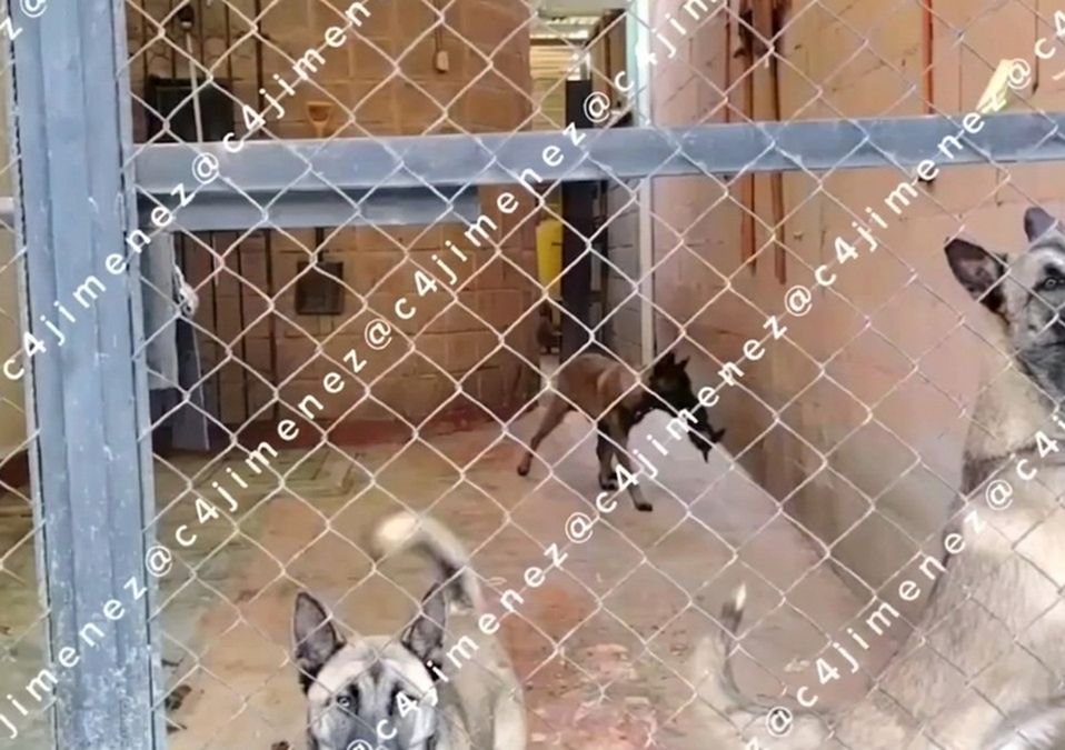 Hombre abandona a más de 10 perros sin comida dentro de una casa en Ixtapaluca. / Carlos Jiménez