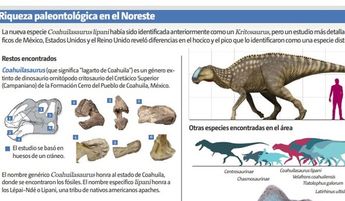 La nueva especie, Coahuilasaurus lipani, había sido identificada anteriormente como un Kritosaurus.