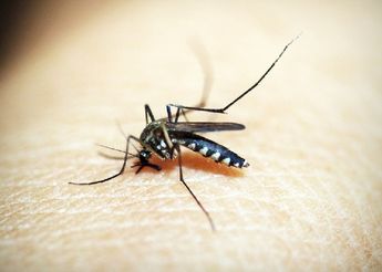 Día Internacional contra el Dengue / Pixabay