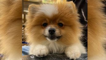 Pomerania