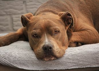 Entre los perros del agresor se encontraba un pitbull / Pixabay.