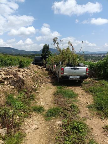 Decomiso de plantas de marihuana en Tonatico, Edomex