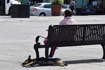 México alberga casi 30 millones de animales en situación de calle hasta este 2024 / Agencia Cuartoscuro