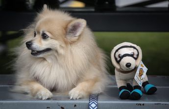Realizan homenaje para despedir a Frida, perrita rescatista/ Araceli López