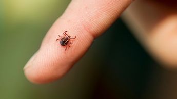 En caso de identificar la picadura de una garrapata, se debe acudir de manera inmediata al centro de salud más cercano.