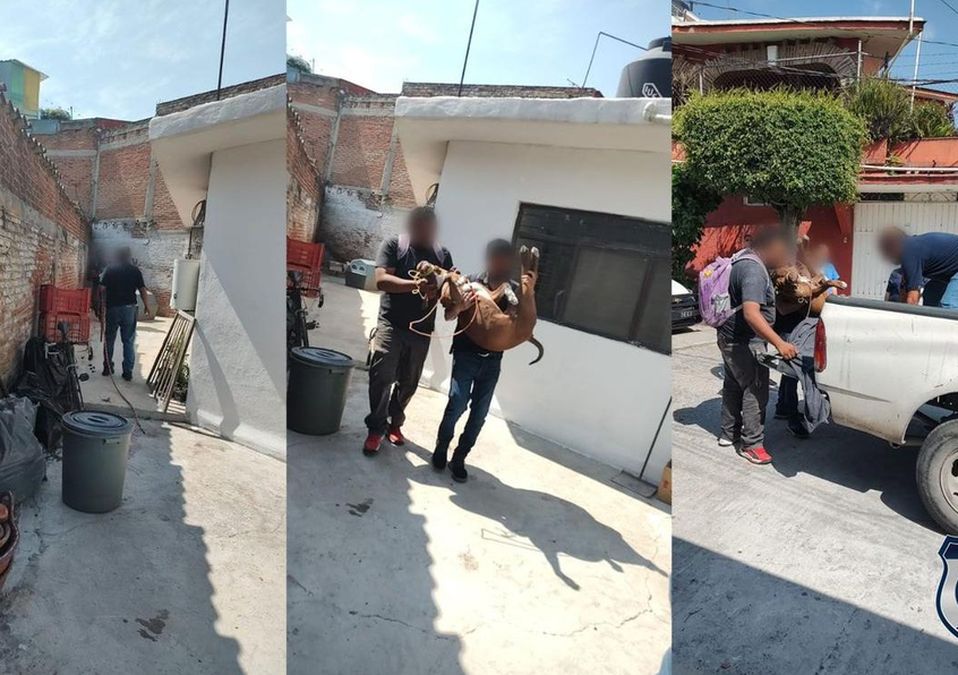 Las autoridades cumplimentaron una orden de cateo7 Fiscalía de Morelos