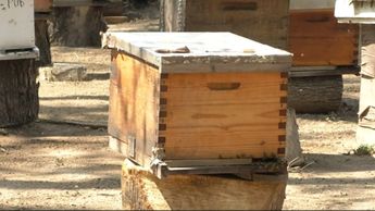 Las abejas son reubicadas en un apiario municipal. | Gobierno de Guadalajara