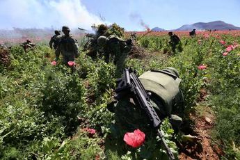 Ejército destruye plantíos de amapola. | Ariel Ojeda