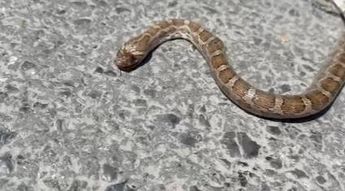 Alicante rescatado en calles de Zaragoza fue liberado en un área con vegetación tras ser encontrado en un charco