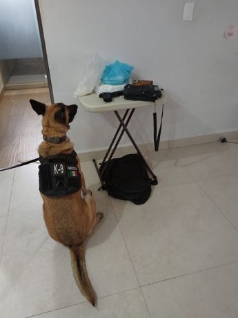 Las autoridades fueron auxiliadas en la búsqueda por binomios caninos. | Cortesía