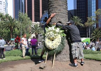 En forma de despedida, capitalinos abrazan a palmera de glorieta en Paseo de la Reforma / Javier Ríos