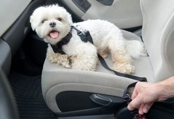 Con Uber Pet podrás viajar con una sola mascota | The Spring Break Family