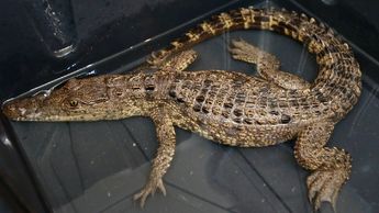 Se mantiene un operativo de monitoreo para descartar la presencia de otro cocodrilo en la presa Palo Blanco.
