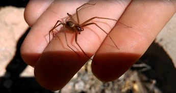 ¿Qué hacer si te pica una araña violinista?