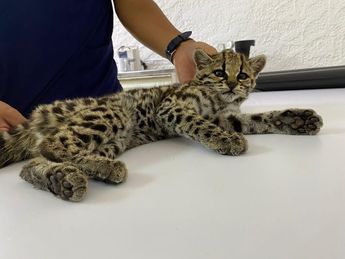 Tigrillo rescatado en Jalisco / Especial