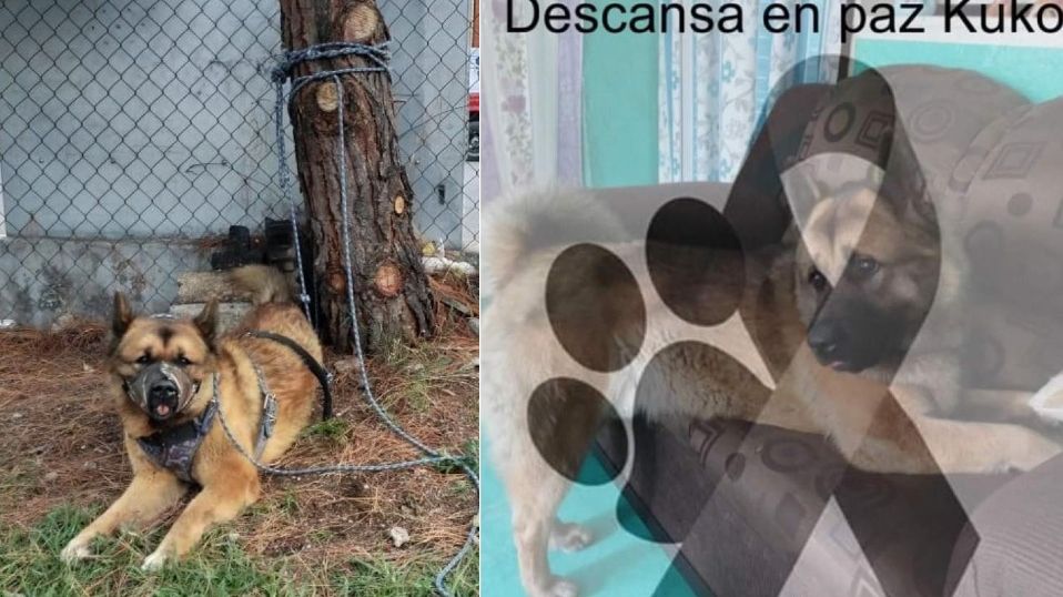 Kuko murió en Nicolás Romero, Edomex