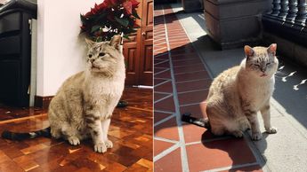Zeus, el gatito oficial del Palacio Nacional