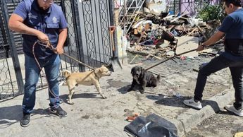 En la detención lograron asegurar a dos perritos