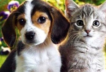 Escobedo invita a la feria de adopción de mascotas | Especial