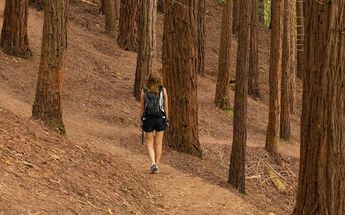 Turismo provoca daño en los árboles del Monte Cabezón en Cantabria / Especial