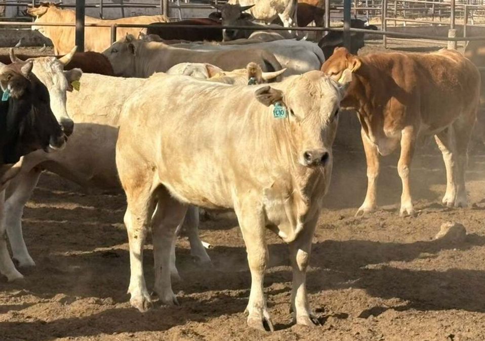 El sector ganadero de Nuevo León informó que no se ha registrado la presencia del gusano barrenador en el ganado hasta el momento. | Archivo