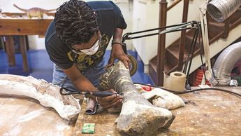 Restauración de fósiles en el Museo del Desierto. Crédito: Gobierno de Coahuila