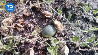 Obra inconclusa da frutos: Encuentran sandías y calabacitas